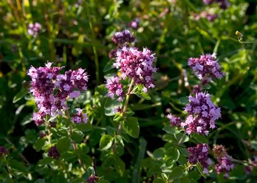 Oregano blommar