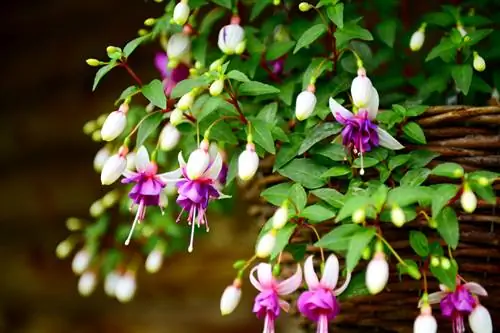 Fuchsias in die tuin: Die regte sorg vir pragtige blomme