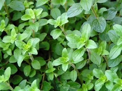 Grow oregano