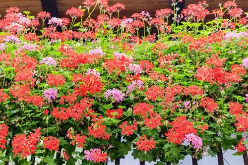 Hanging geraniums: mastering location, care and overwintering