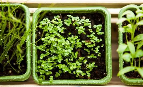 Oregano sowing