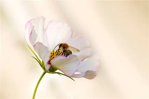 Cosmea: Storslåtte blomster til hagen og balkongen