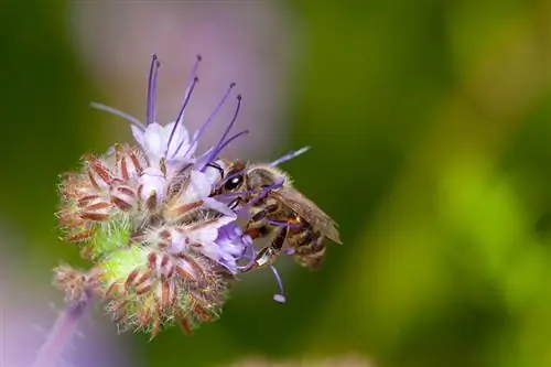 Phacelia ที่กำลังเติบโต: ดอกไม้ฤดูร้อนของคุณจึงกลายเป็นแม่เหล็กดึงดูดผึ้ง