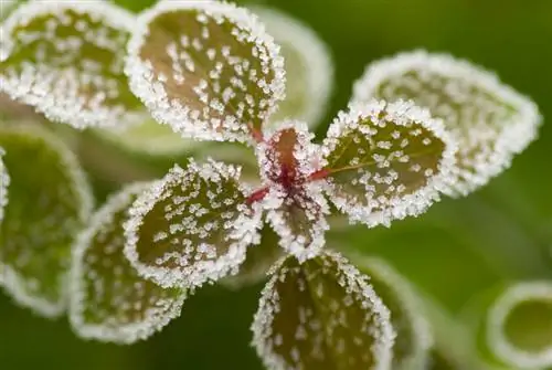 Oorwinterende origanum: Hoe om die kruie teen ryp te beskerm