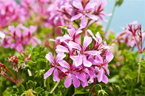 Pelargonijs