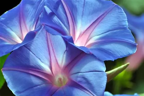 Ipomoea