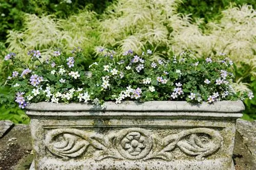 Fiore fiocco di neve: cura e posizione per fiori rigogliosi