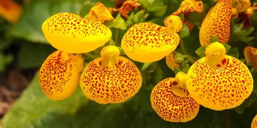 Calceolaria