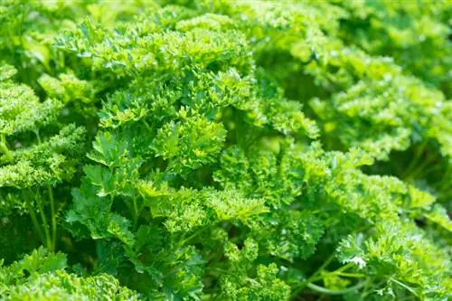 Parsley pangmatagalan