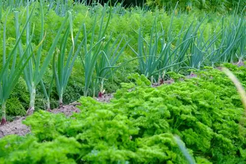 Utamaduni wa mchanganyiko wa parsley