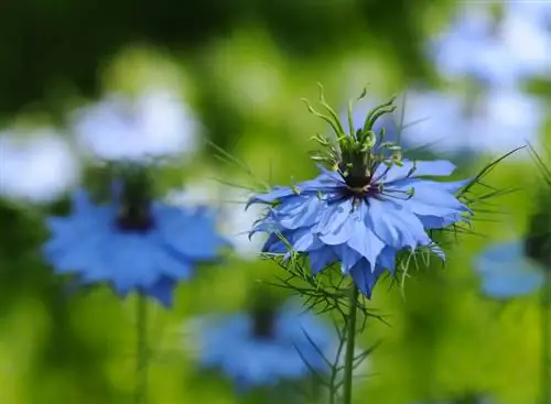 Maiden in the countryside: easy to care for and decorative in the garden