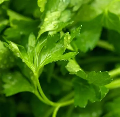 Parsley mildew