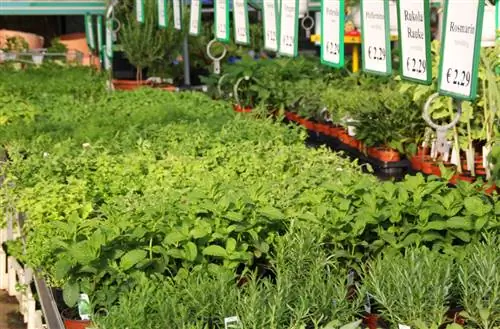 Parsley varieties