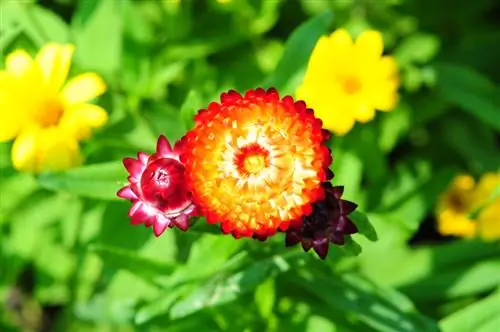 Propagar con éxito flores de paja: ¿semillas o esquejes?