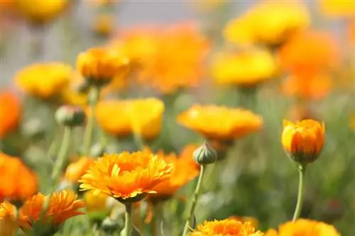 Die fassinasie van gousblomme: verbouing, versorging en gebruik