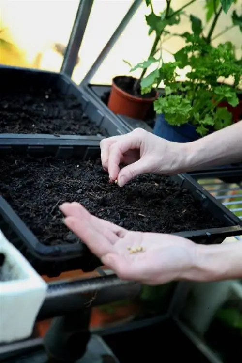 Multiply parsley: Ganun lang kadali