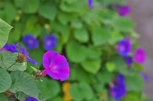 Morning glory: Blooming paj ntawm Lub Rau Hli mus txog Lub Kaum Hli - ntawm no yog yuav ua li cas