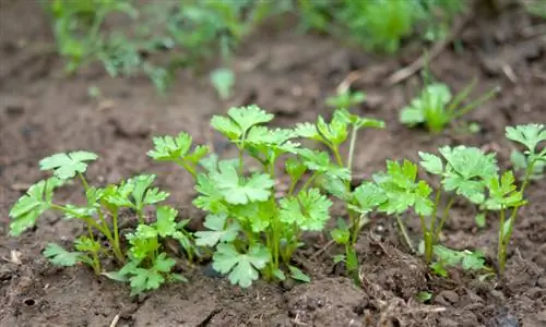 Pricking parsley: When and how to do it correctly