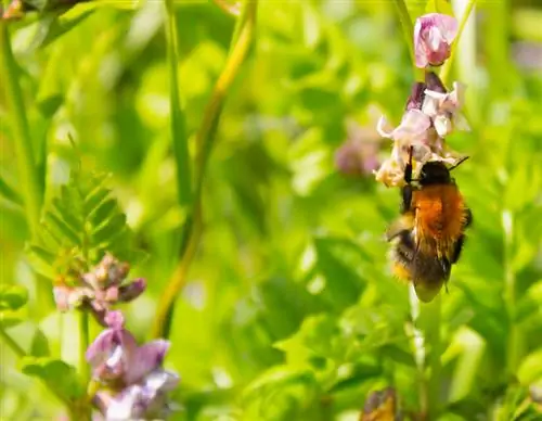 Veccia di sabbia in giardino: cura, ubicazione e propagazione