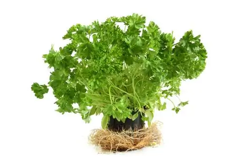 Wasifu wa parsley