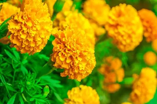 Tagetes: Varietetet e bukura dhe kujdesi profesional me një shikim