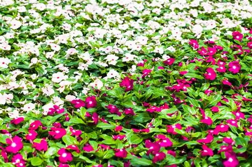 Impatiens walleriana