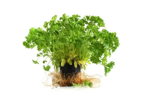 Parsley: Madoa meupe kwenye majani? Sababu