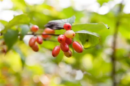 Cornouiller du Japon au jardin : Comment mettre un accent