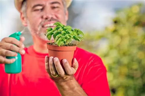 Cuidados com manjericão: dicas para um crescimento saudável e pleno aroma