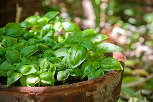 Plant basil