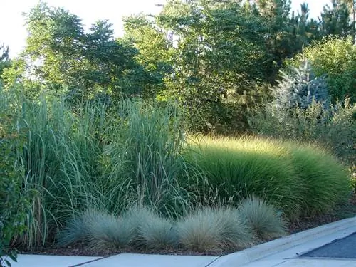 Festuca azul en el jardín de rocas: fácil de cuidar y decorativa