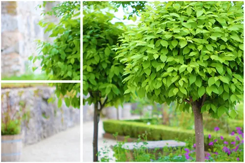 Catalpa bignonioides nana