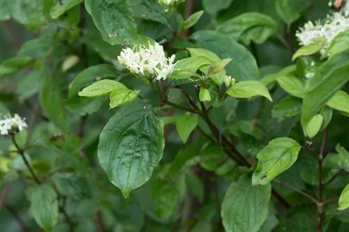 Cornus sanguinea