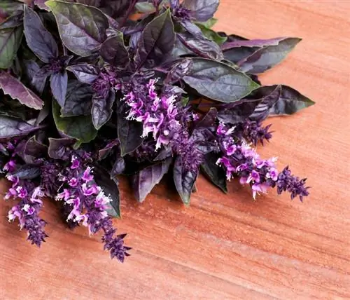 What to do when basil blooms? Care, enjoyment & reproduction