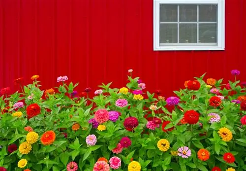 Zinnia: De kleurrijke zomerbloem met minimale verzorging