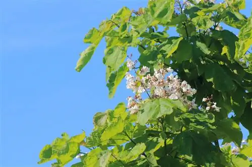 Trumpetträd: urval, plantering och skötseltips