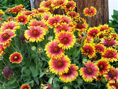 Fiore della coccarda: perfetto fiore permanente per il tuo giardino