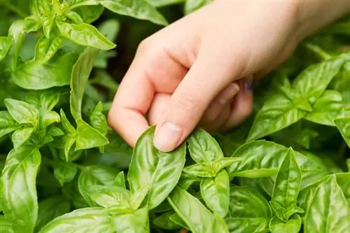 Harvest basil