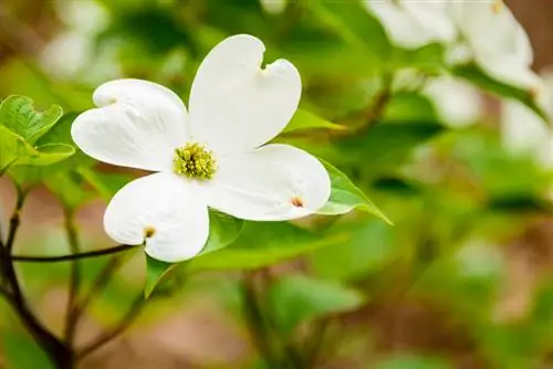 Uma joia rica em flores para cada jardim - o dogwood multifacetado