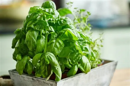 Overwinter basil