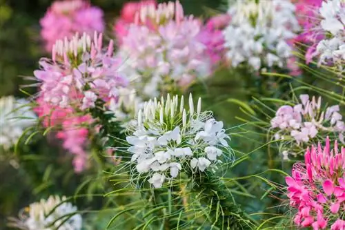 Spinnekopblom: Manjifieke blomme vir die somertuin