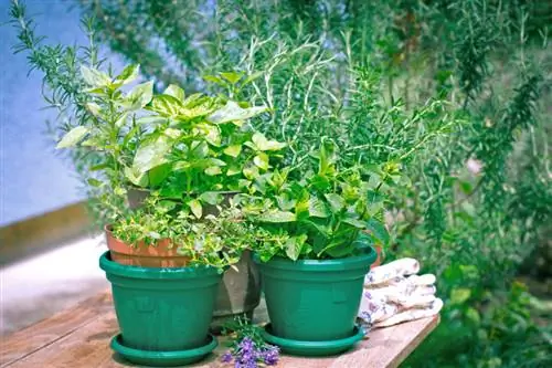 Basil balcony