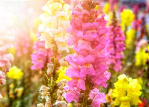 Yay bağçası sevincinin çiçək elçiləri - asan baxımlı snapdragons