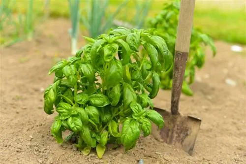 Basil tree