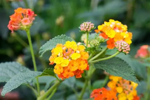 Lantana: Fascinerend kleurenspel in de tuin en verzorging