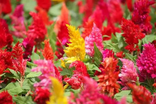 Celosia: Maklik versorgde blikvanger vir die somertuin