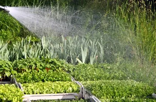 Watering basil: The best methods & techniques