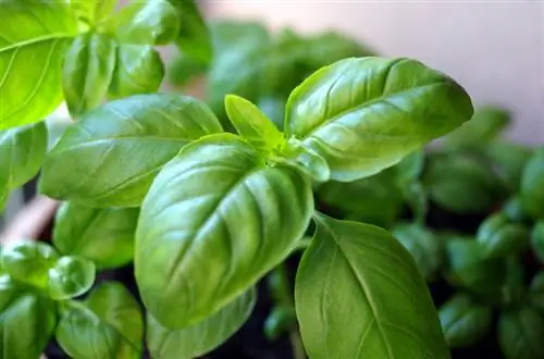 Basil flies