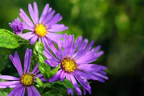 Splendeur des couleurs en automne : Comment bien entretenir les asters d'automne ?