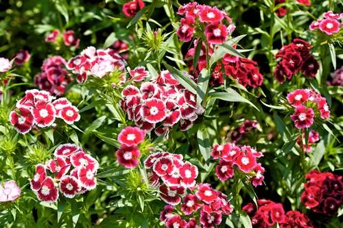 Dianthus barbatus